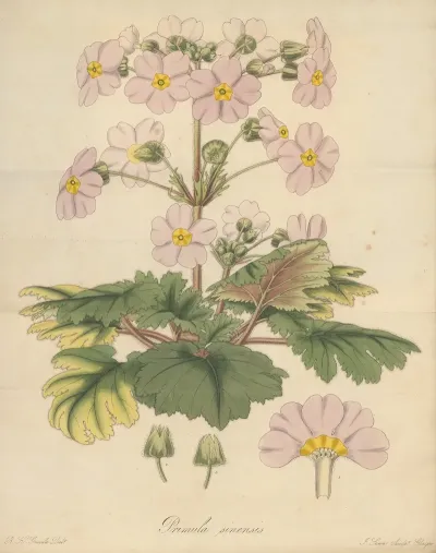 Primula Sinensis