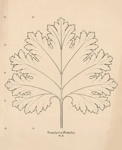 Primulaceae Primula