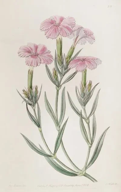 Prince Bisignanos Tree Pink