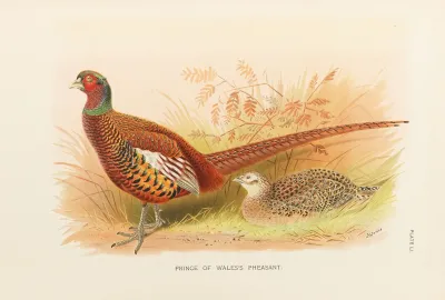 Prince Of Wales Pheasant
