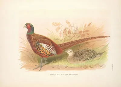 Prince Of Waless Pheasant Phasianus Colchicus Principalis