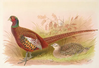 Prince Of Waless Pheasant