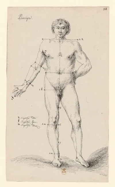 Principe Anatomie Masculine