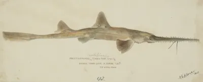 Pristiophorus Nudipinnis Tas