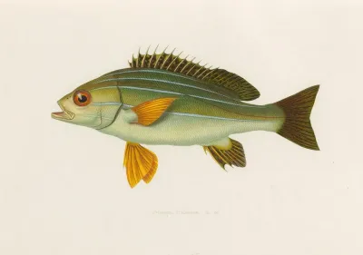 Pristipoma Octolineatum