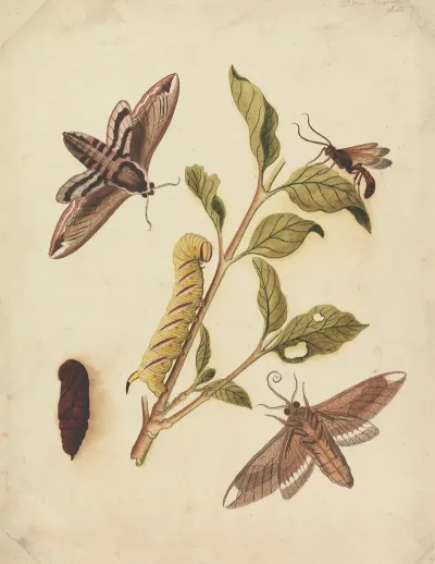 Privet Hawk Moths And Callajoppa Exaltatoria
