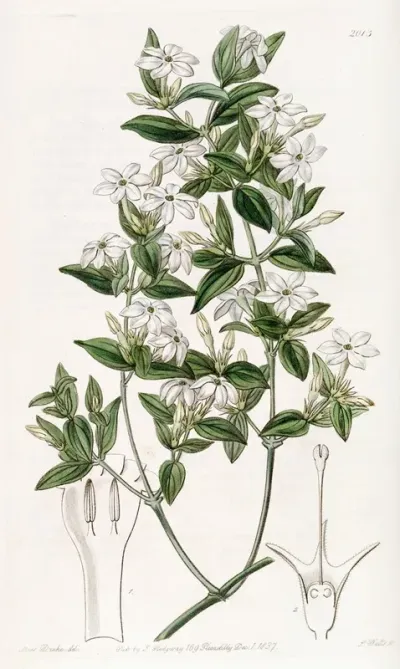 Privet Leaved Jasmine