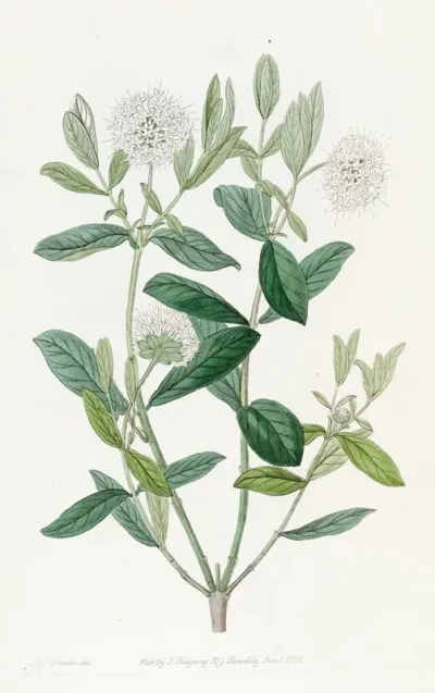 Privet Leaved Pimelea