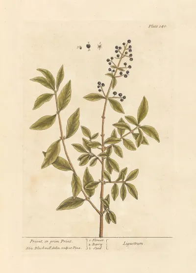 Privet Or Prim Print