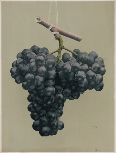 Prize Black Alicante Grapes