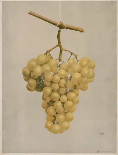 Prize Golden Hamburg Grapes