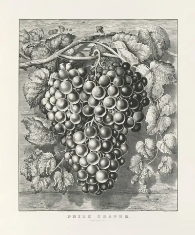 Prize Grapes A Four Pound Bunch