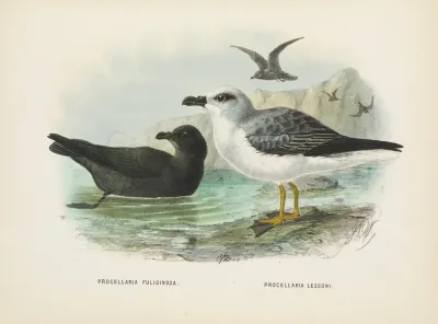 Procellaria Fuliginosa And Procellaria Lessoni