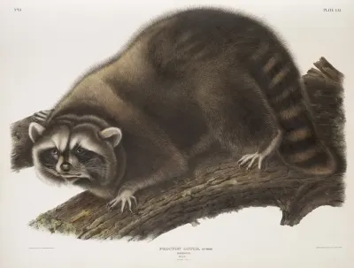 Procyon Lotor Raccoon Male Natural Size
