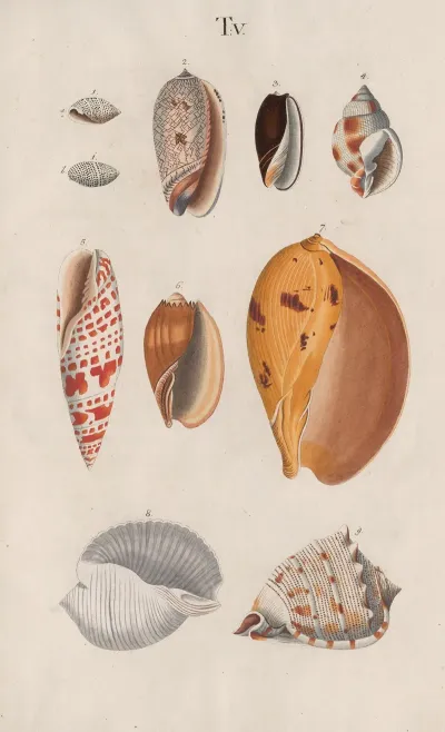 Prodromus In Systema Historicum Testaceorum Pl 05