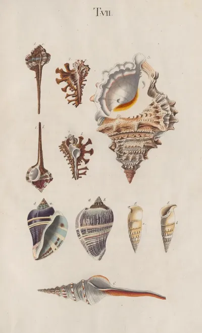 Prodromus In Systema Historicum Testaceorum Pl 07