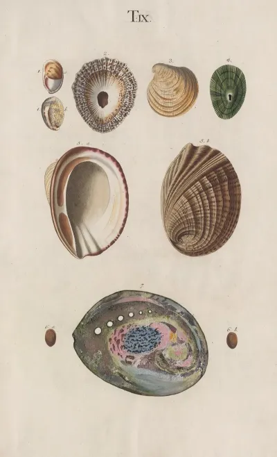 Prodromus In Systema Historicum Testaceorum Pl 09