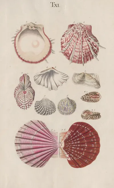 Prodromus In Systema Historicum Testaceorum Pl 11