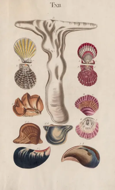 Prodromus In Systema Historicum Testaceorum Pl 12