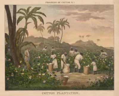 Progress Of Cotton 4 Carding