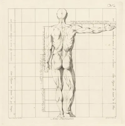 Proportional Study Of A Mans Body 4