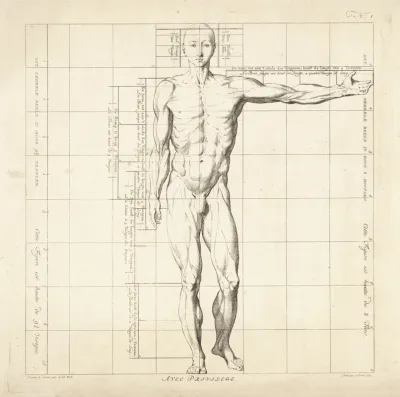 Proportional Study Of A Mans Body