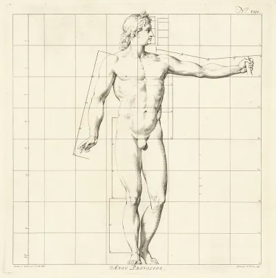 Proportional Study Of The Body Of Apollo Belvedere