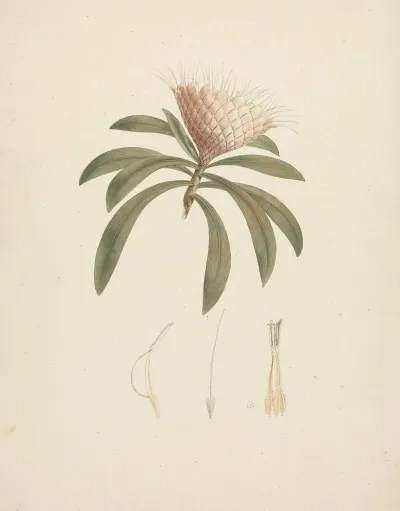 Protea Gaguedi J F Gmel Protea