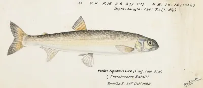 Prototroctes Oxyrhynchus White Spotted Greyling