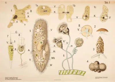 Protozoa Single Celled Organisms