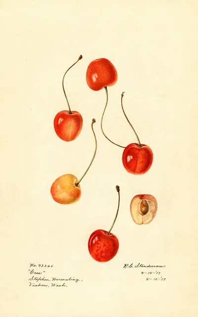 Prunus Avium Cass