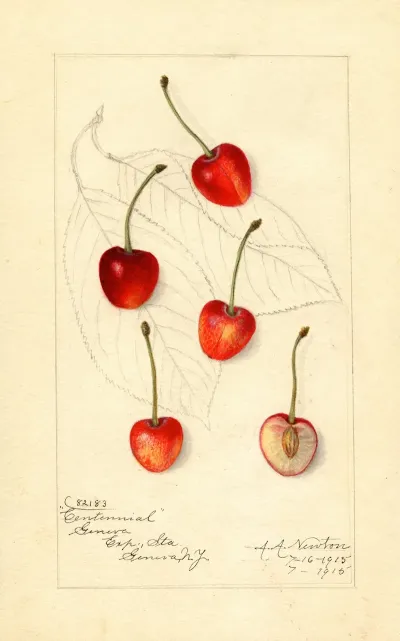 Prunus Avium Centennial
