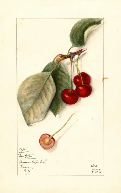 Prunus Avium George Glass