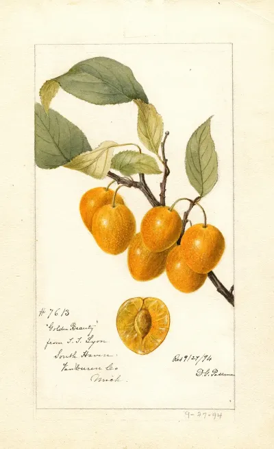 Prunus Avium Golden Beauty
