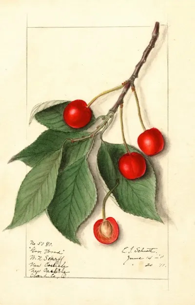 Prunus Avium Govenor Wood