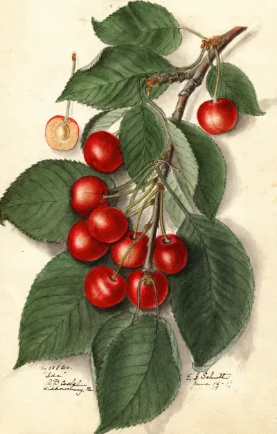 Prunus Avium Ida