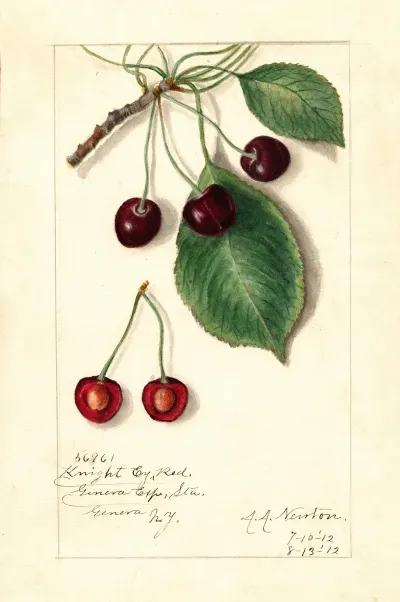 Prunus Avium Knight Early Red