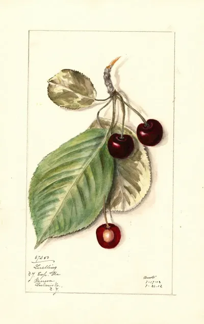 Prunus Avium Luelling