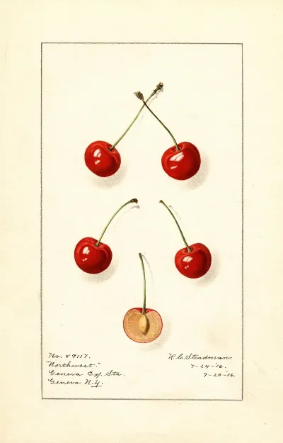 Prunus Avium Northwest