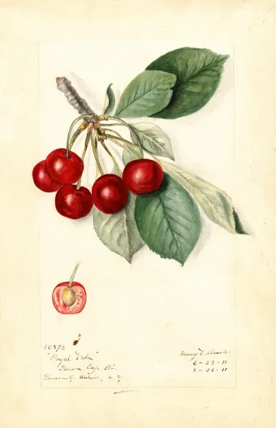 Prunus Avium Royal Duke 2