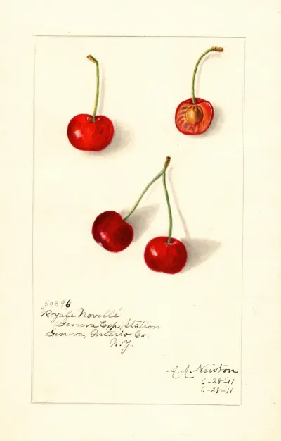 Prunus Avium Royal Novelle 2
