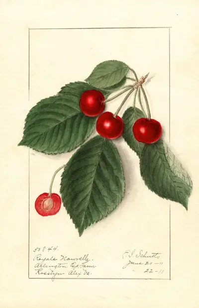 Prunus Avium Royal Novelle