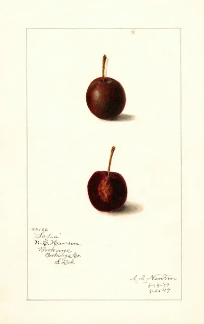 Prunus Avium Safra