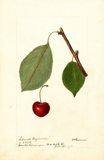 Prunus Avium Schmidt Bigarreau