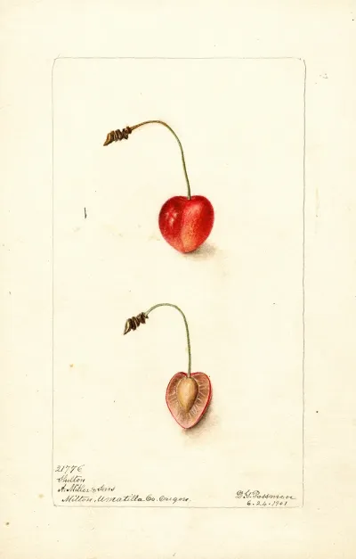 Prunus Avium Shelton