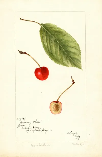 Prunus Avium Socsany White
