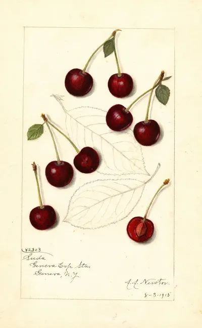 Prunus Avium Suda