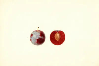 Prunus Domestica 4