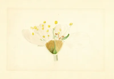 Prunus Domestica Burbank