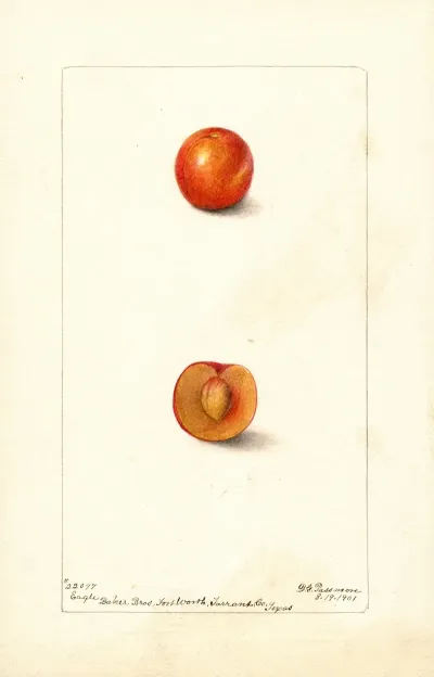 Prunus Domestica Eagle